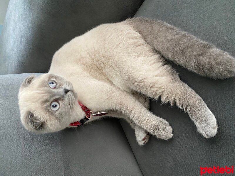 Scottish Fold, Kedi  Mavi fotoğrafı