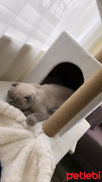 Scottish Fold, Kedi  Mavi fotoğrafı