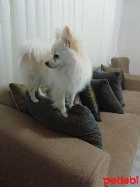 Pomeranyalı, Köpek  Mars fotoğrafı