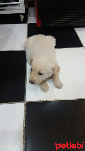 Golden Retriever, Köpek  Şila fotoğrafı