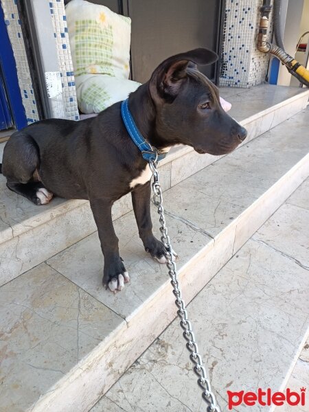 Amerikan Staffordshire Terrier, Köpek  Tomris fotoğrafı