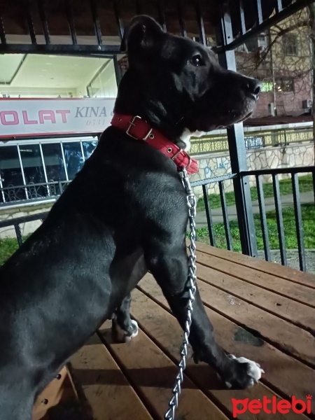 Amerikan Staffordshire Terrier, Köpek  Tomris fotoğrafı