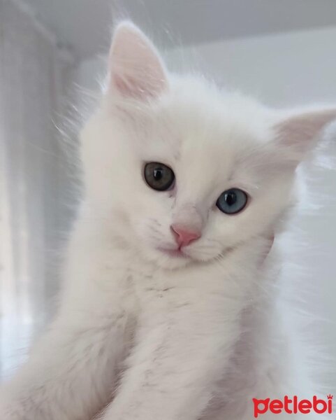 Van Kedisi, Kedi  Pamuk fotoğrafı