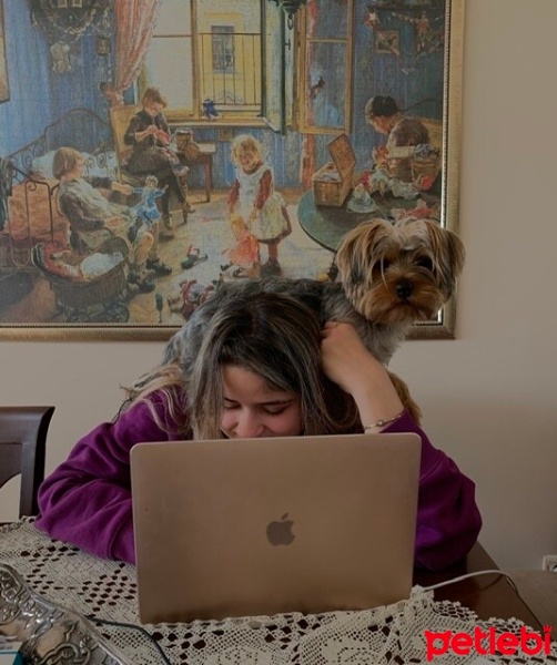 Yorkshire Terrier, Köpek  Marlo fotoğrafı