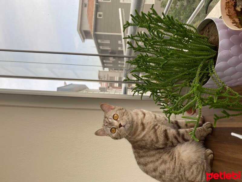 British Shorthair, Kedi  Bella fotoğrafı