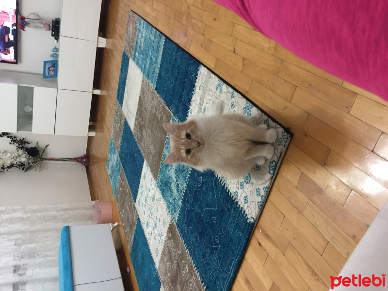 Chinchilla, Kedi  Minik, Şirin fotoğrafı