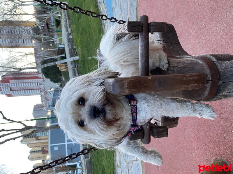 Shih Tzu, Köpek  Tommy fotoğrafı