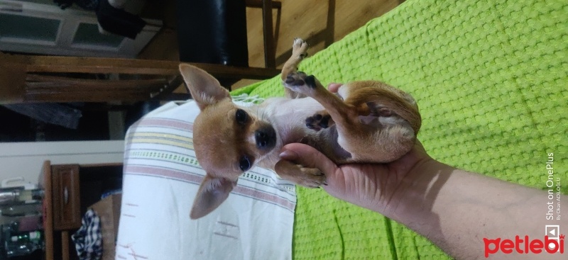 Chihuahua, Köpek  Çitos fotoğrafı