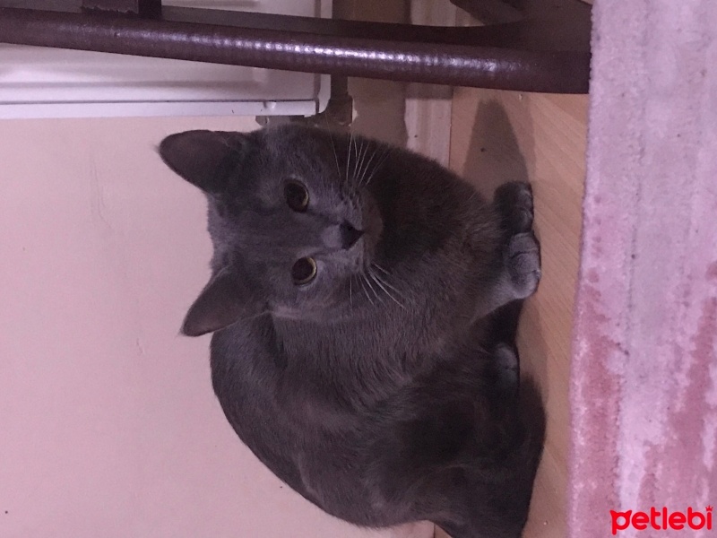 Brazilian Shorthair, Kedi  Luna fotoğrafı