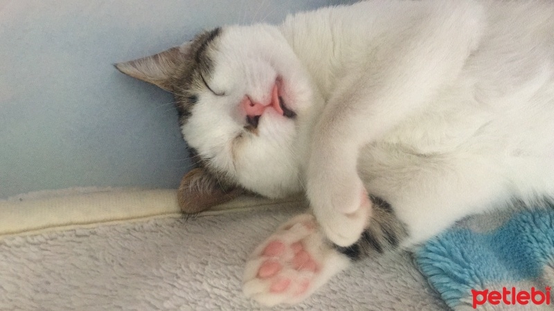 Tekir Kedi, Kedi  Şeri fotoğrafı