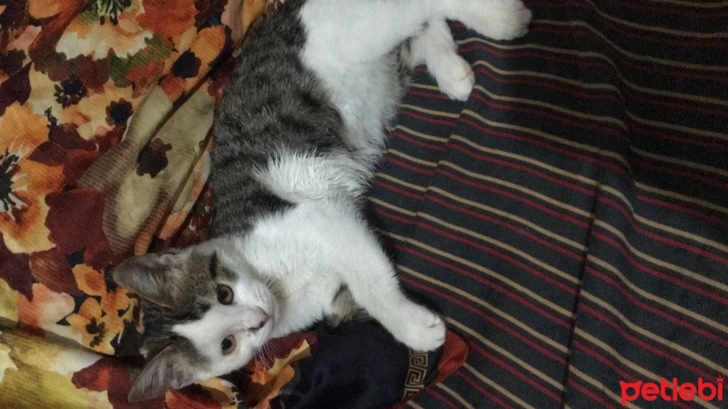 Tekir Kedi, Kedi  Şeri fotoğrafı