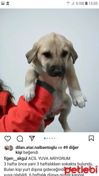 Kangal, Köpek  Scheila ( Şayla ) fotoğrafı