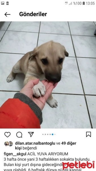 Kangal, Köpek  Scheila ( Şayla ) fotoğrafı