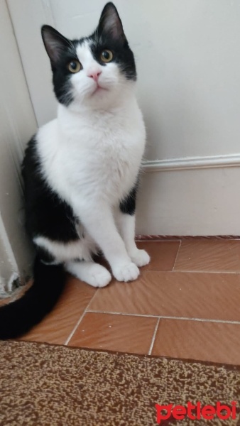 Soke, Kedi  Tospik fotoğrafı