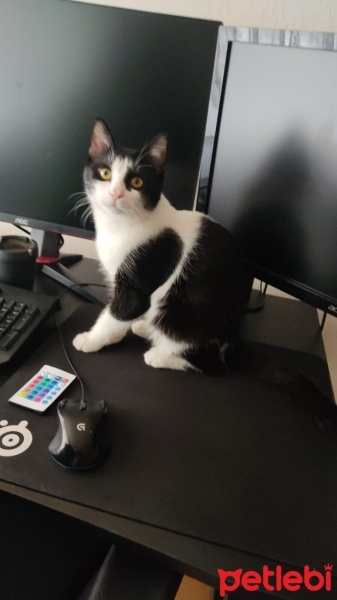 Soke, Kedi  Tospik fotoğrafı