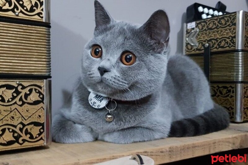 British Shorthair, Kedi  Mia fotoğrafı