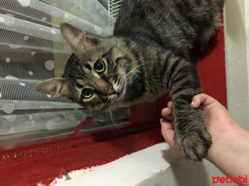 Maine Coon, Kedi  Narcos fotoğrafı