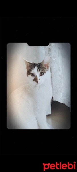 Sarman, Kedi  BULUT fotoğrafı
