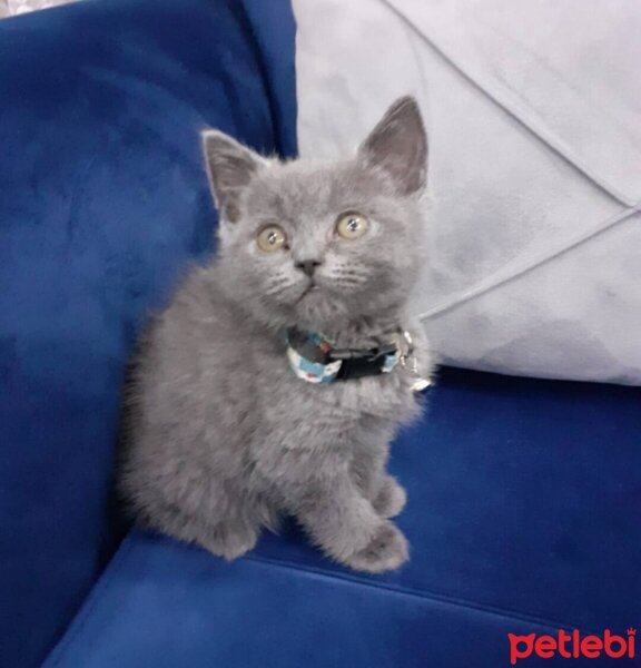 British Shorthair, Kedi  Pafi fotoğrafı