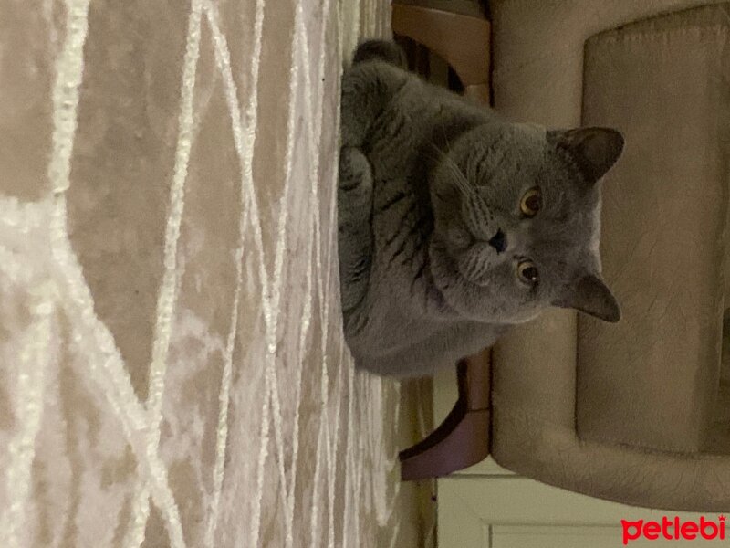 British Shorthair, Kedi  Pars fotoğrafı