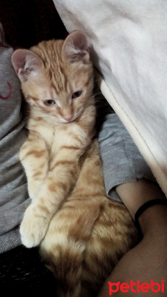 Tekir Kedi, Kedi  fisek fotoğrafı