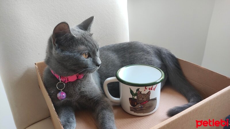 British Shorthair, Kedi  Çakıl fotoğrafı