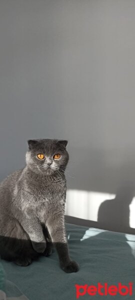 Scottish Fold, Kedi  Miya fotoğrafı