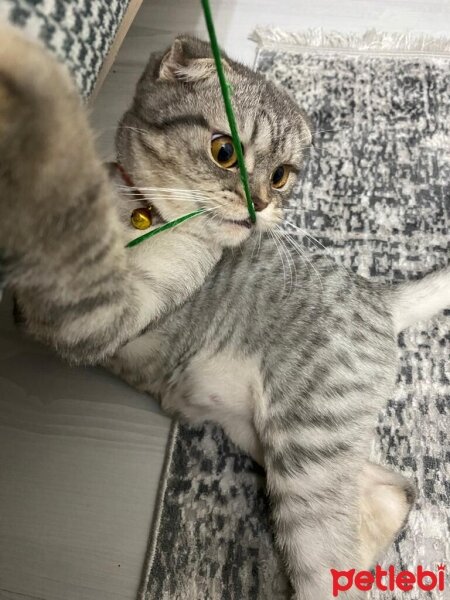 Scottish Fold, Kedi  Miya fotoğrafı