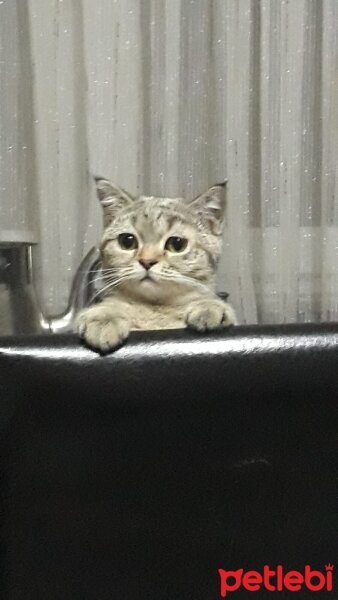 British Shorthair, Kedi  Linda fotoğrafı