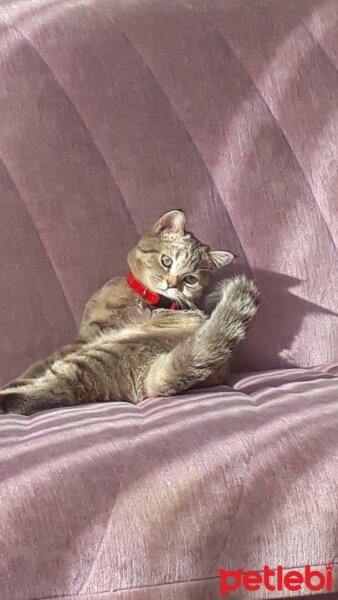 British Shorthair, Kedi  Linda fotoğrafı