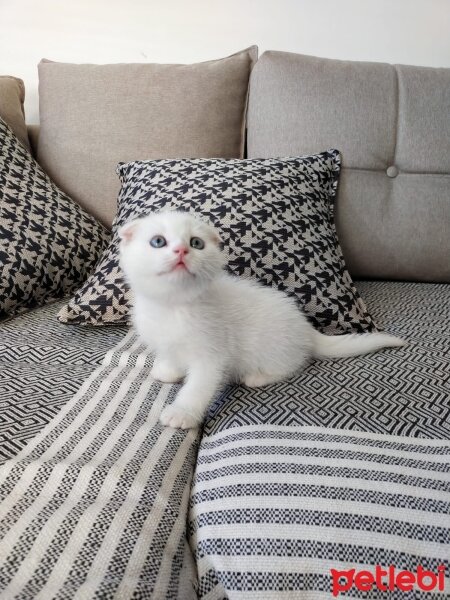 Scottish Fold, Kedi  Kedi fotoğrafı