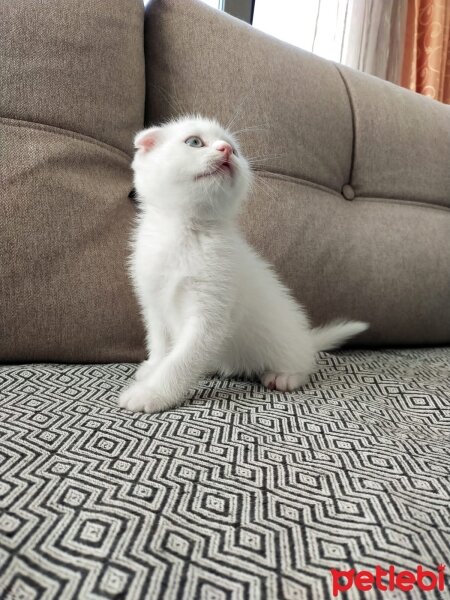 Scottish Fold, Kedi  Kedi fotoğrafı