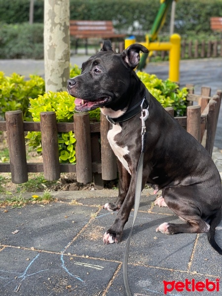 Amerikan Pitbull Terrier, Köpek  Hera fotoğrafı