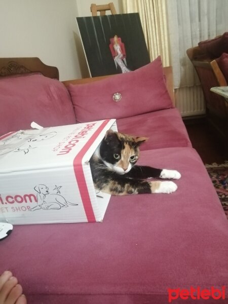 Soke, Kedi  Pistan fotoğrafı