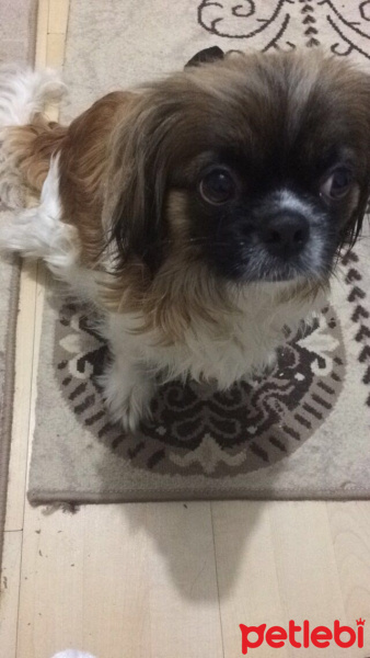 Tibetli Spaniel, Köpek  hektor fotoğrafı