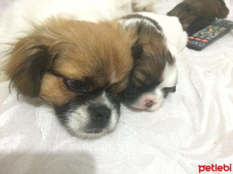 Tibetli Spaniel, Köpek  hektor fotoğrafı