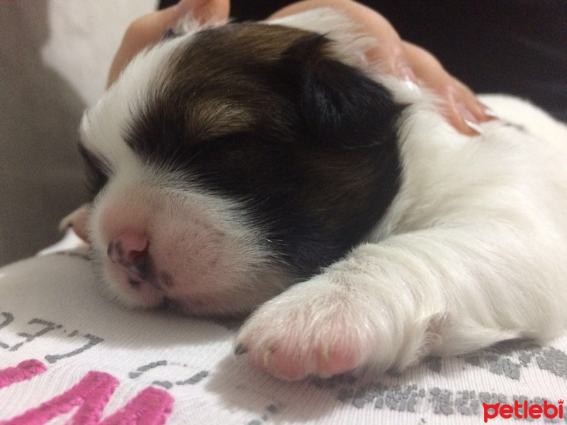 Tibetli Spaniel, Köpek  hektor fotoğrafı