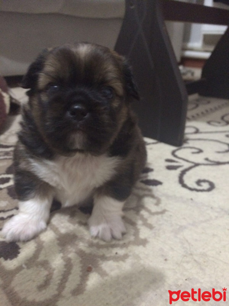 Tibetli Spaniel, Köpek  hektor fotoğrafı