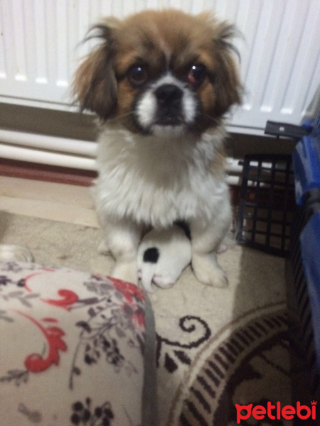 Tibetli Spaniel, Köpek  hektor fotoğrafı