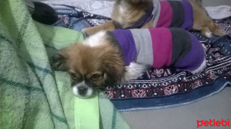 Tibetli Spaniel, Köpek  hektor fotoğrafı