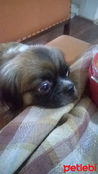Tibetli Spaniel, Köpek  hektor fotoğrafı