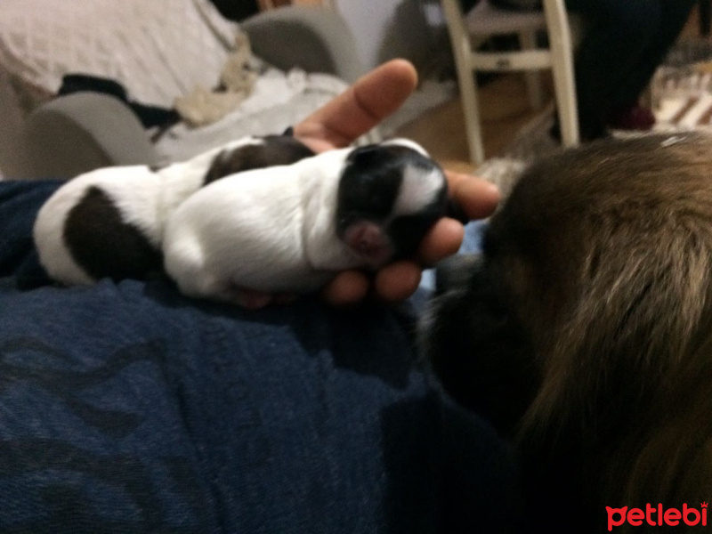 Tibetli Spaniel, Köpek  hektor fotoğrafı