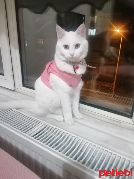 Ankara Kedisi, Kedi  Prenses fotoğrafı