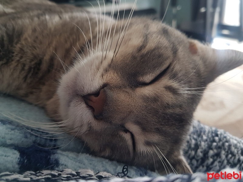 American Shorthair, Kedi  duman fotoğrafı