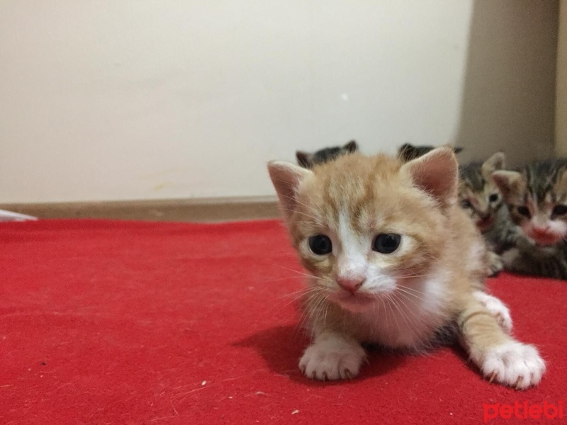 Sarman, Kedi  Havuç fotoğrafı