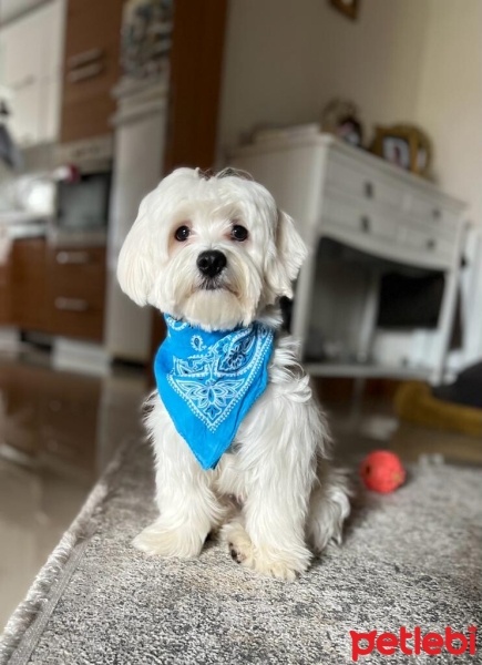Maltese, Köpek  Ruby fotoğrafı