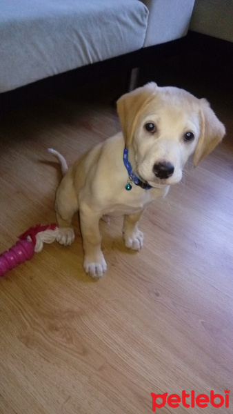 Golden Retriever, Köpek  Foks fotoğrafı