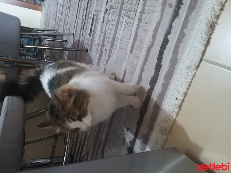 Tekir Kedi, Kedi  Mia fotoğrafı