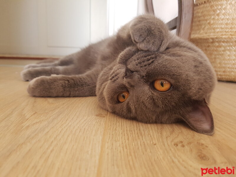 British Shorthair, Kedi  Jan Romeo fotoğrafı