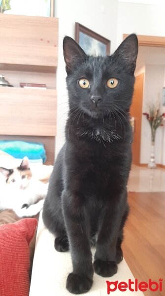 Tekir Kedi, Kedi  Nero fotoğrafı